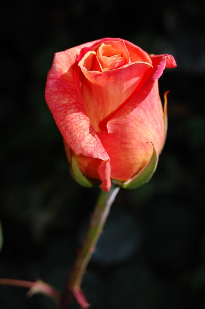flower, rose, plant, bloom, blossom, flowering plant, ornamental plant, flora, rose flower, nature, closeup, single flower, flower background, single rose, flower wallpaper, rose, rose, rose, rose, beautiful flowers, rose