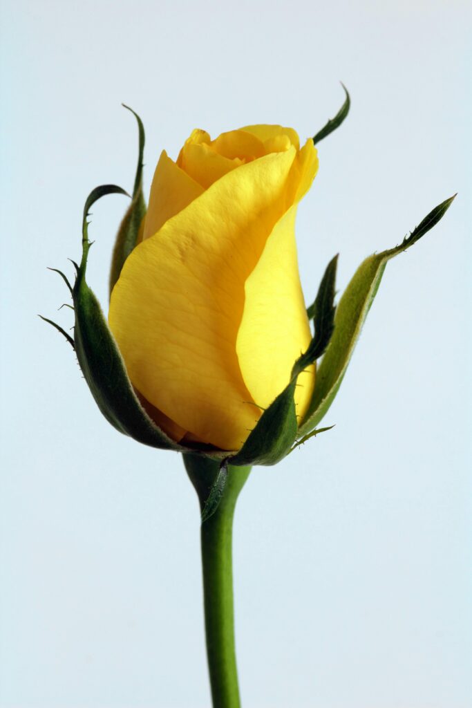 Vibrant yellow rose bud captured in close-up, showcasing nature's beauty and color.