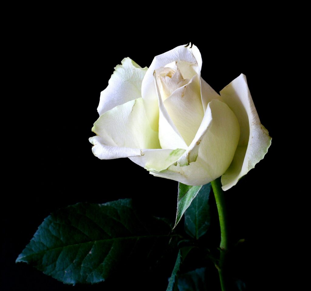 A stunning white rose bloom captured in detail against a contrasting black background, highlighting its elegance.